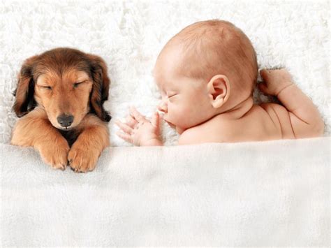 Introducing Dogs to Babies – Everyday Pets Puppy Pictures, Newborn Pictures, Baby Pictures, Baby ...