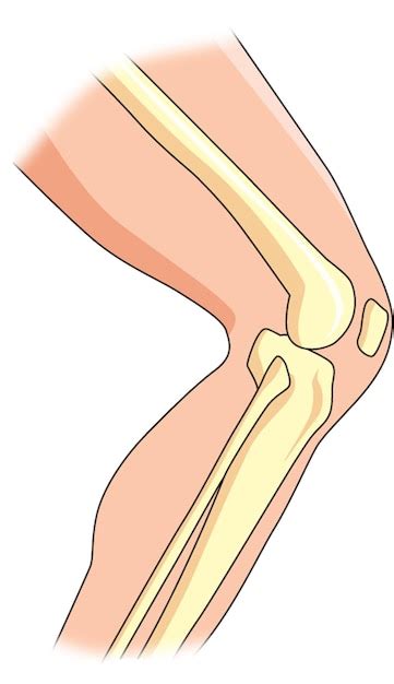 Hinge Joint Diagram