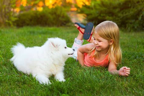 Tips for Safe Play Between Humans and Puppies - American Kennel Club