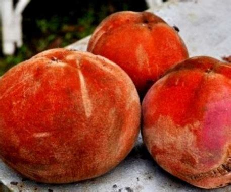 15 Manfaat Buah Bisbul untuk Kesehatan - Manfaat.co.id