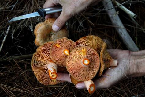 Mushroom Foraging: 11 Easy Types to Find and a Few Tips to Remember