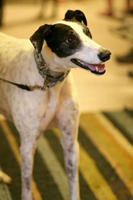 Welcome to Greyhound Adoption | Greyhound adoption, Greyhound puppy ...