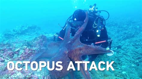 Massive octopus attacks diver, drags equipment through sea - YouTube