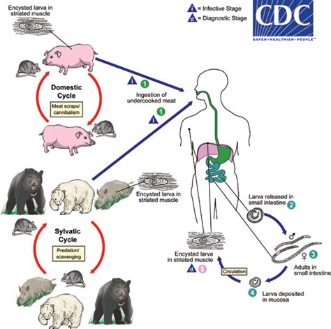 File:Trichinella LifeCycle.gif - Wikipedia