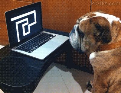 Unimpressed Dog GIF - Find & Share on GIPHY