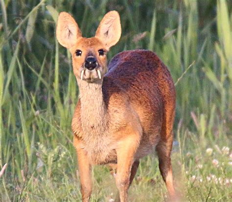 Meet 6 Small and Bizarre Deer Species - Cool Green Science