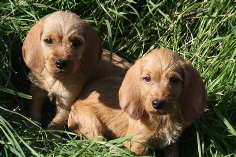 Basset Fauve de Bretagne - puppy