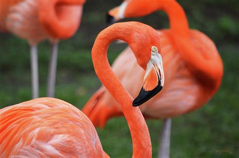 Caribbean Flamingo 2 Photograph by Ken Figurski | Pixels