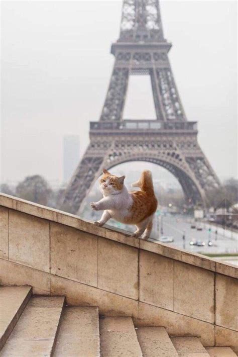 3 Lovable French Cat Breeds You Should Own/Adopt - Kitty Devotees