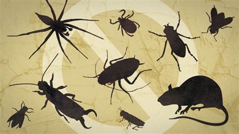 Household insects threat to humans - Post Courier