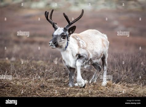 Cute baby reindeer in Siberian taiga. Khuvsgol, Mongolia Stock Photo ...