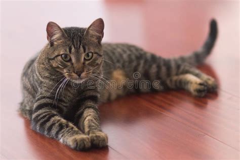 Laying siamese cat stock image. Image of living, wooden - 142983065