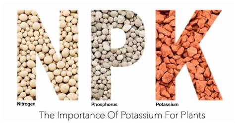 What Does Potassium Do For Plants? Why Do Plants Need Potassium?