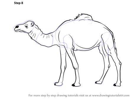 Learn How to Draw a Camel (Farm Animals) Step by Step : Drawing Tutorials