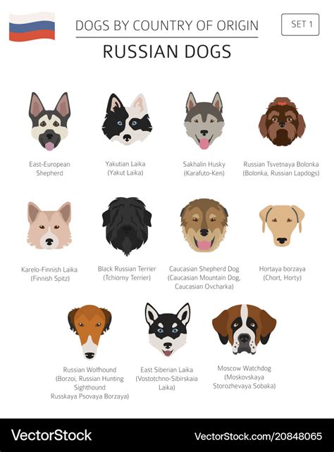 Dogs by country of origin russian dog breeds Vector Image