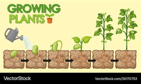 Diagram showing how plants grow from seed to beans