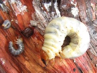 Stag beetle larvae
