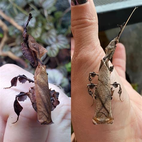 Female ghost mantis on left, male on the right, after final molt (male ...