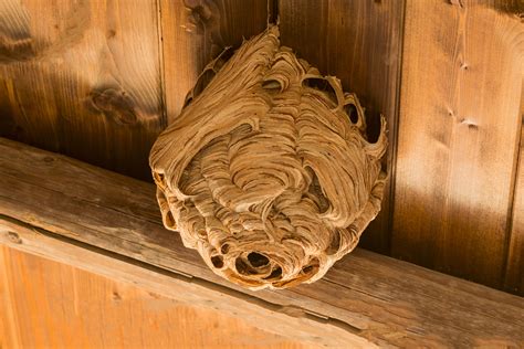 Paper Wasp Nest Vs Hornet Nest