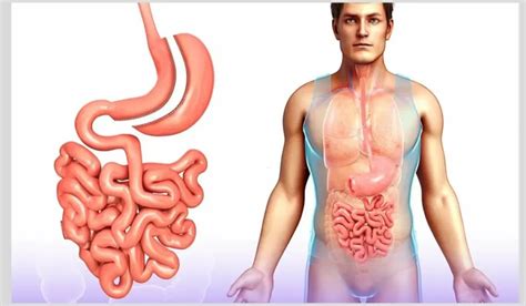 Enteritis: Causes, Types And Symptoms