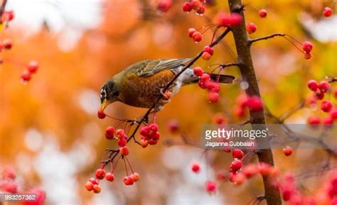 429 Redwing Birds Stock Photos, High-Res Pictures, and Images - Getty ...