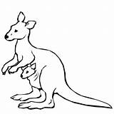 Download High Quality kangaroo Clipart coloring Transparent PNG Images  sketch template