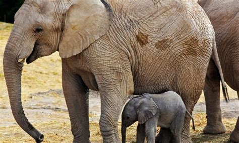 Desde Zoom, transmiten nacimiento de elefante en Puebla — Noticias en la Mira