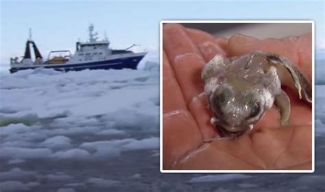 Antarctica breakthrough: Bizarre creatures ‘like nothing seen before’ discovered below ice ...