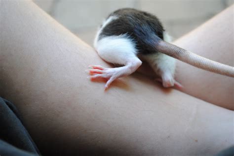 rat feets and leg hair | grysn | Flickr