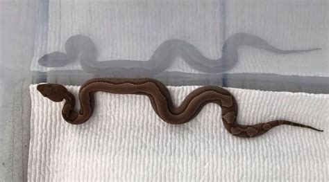 How to Identify a Baby Copperhead Snake (21 Pictures)