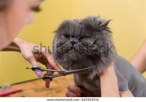 1,809 Persian Cat Grooming Images, Stock Photos & Vectors | Shutterstock