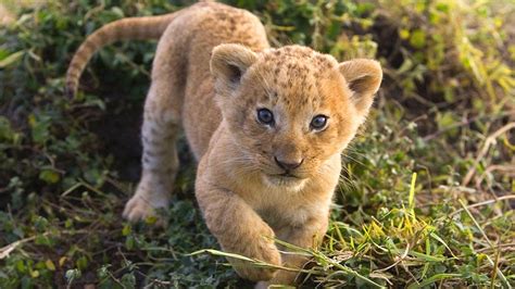 Lion Cub Wallpapers - Wallpaper Cave