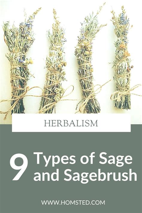 Learn About the 9 Different Types of Sage and Sagebrush | Types of sage ...