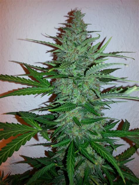 Strain-Gallery: Early Skunk (Sensi Seeds) PIC #11111687914133650 by Passion-Grow