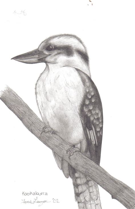 Kookaburra by ChiroOokami on DeviantArt