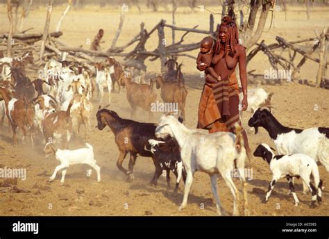 Young Himba woman herding goats Opuwo Namibia Southern Africa Stock ...