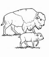 Free Printable Bison Coloring Pages For Kids sketch template