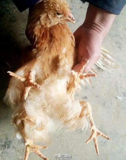 This 4-legged chicken is safe to eat, says farming official | Mashable