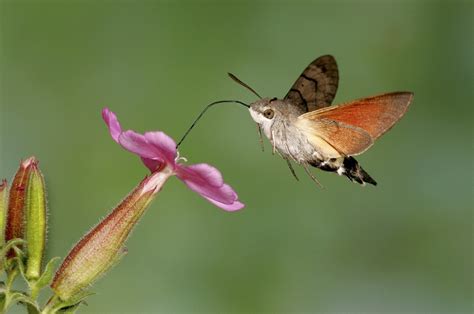 Hummingbird Hawk-moth Facts, Range, Habitat, Behavior, Pictures