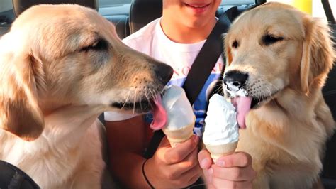 Dog Eating Ice Cream