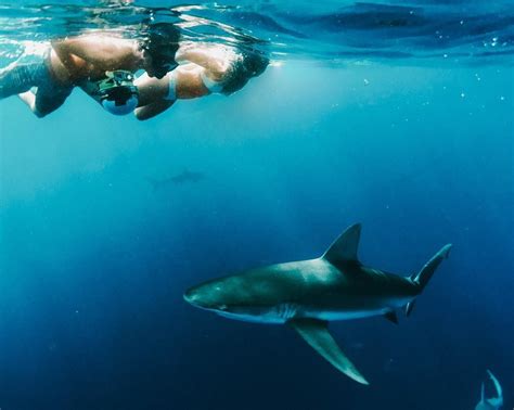 Shark Diving with Island View Hawai'i | Haleiwa Hawaii | O'ahu via @aaronhaynes | Hawaii travel ...