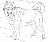 Cute Little Husky Coloring Page  Free Printable Pages For Kids sketch template