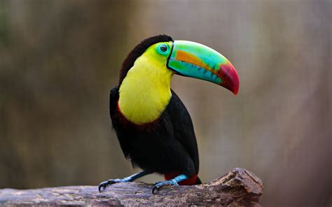 Bird Toucan #6924268