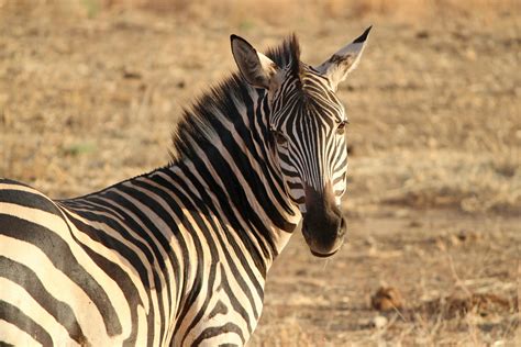 Free Images : grass, wilderness, wildlife, africa, mane, fauna, savanna ...