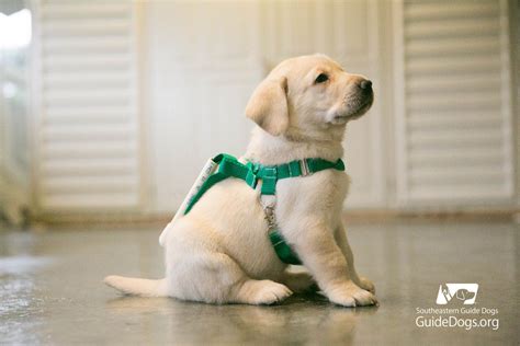 Guide Dog Puppies Are Being Trained With These Adorable Mini Harnesses