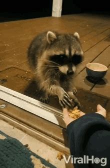 Raccoon Eating Grapes GIFs | Tenor