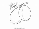 Plum Coloring Pages sketch template