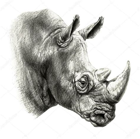 Free Vector Images, Vector Art, Zebra, Antique Illustration, Rhinoceros, White Background ...