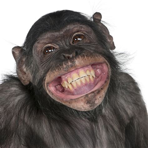 Close-up of Mixed-Breed monkey between Chimpanzee and Bonobo smiling, 8 years old - Smiles 4 Kids