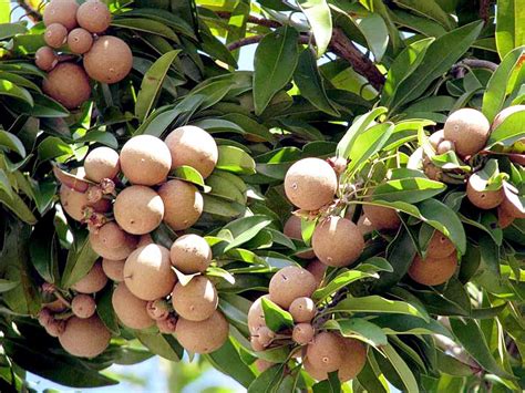 Growing Sapodilla tree in container | Easy tips by Nature Bring ...